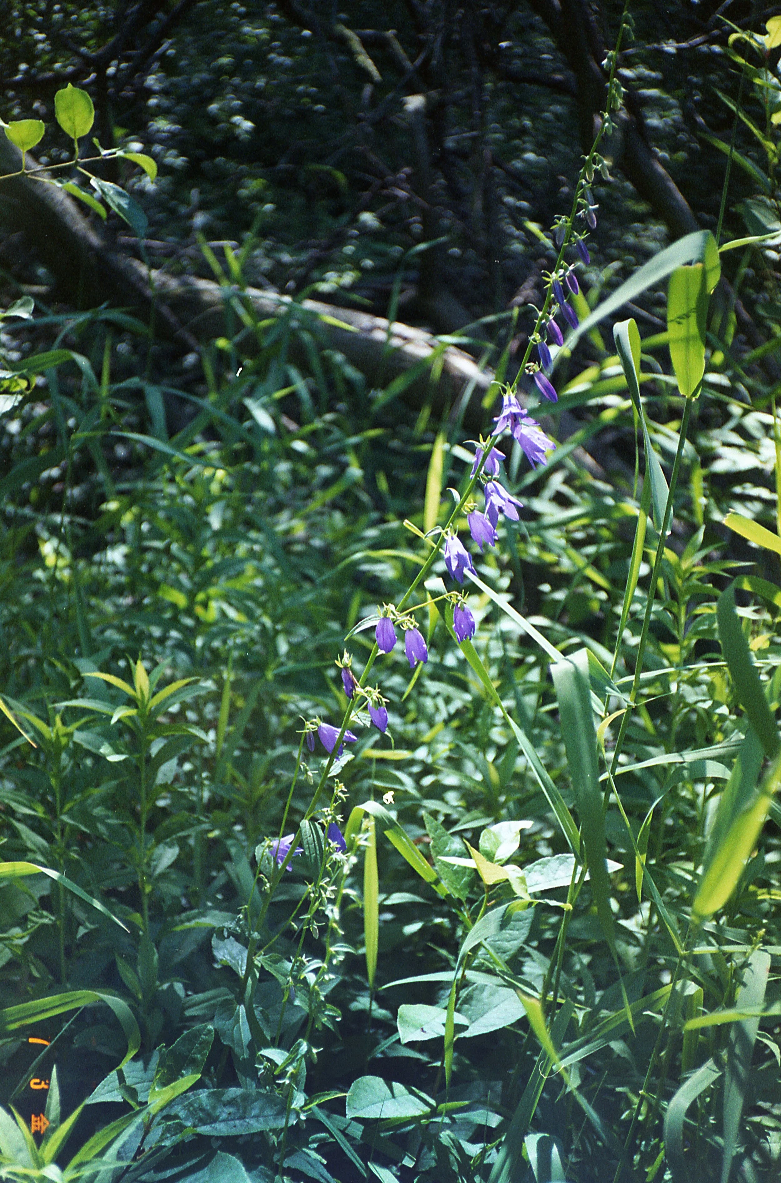 Yashica Diary — Aperture Preview